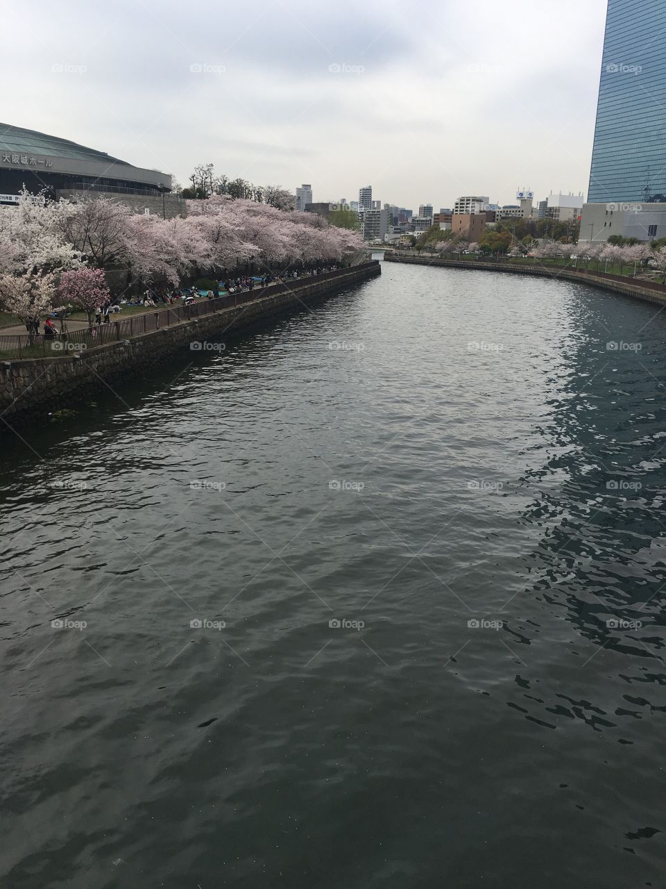 Blossoms along the water 