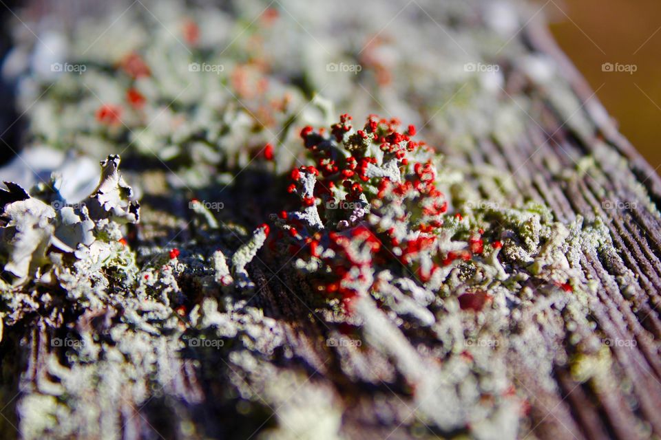 Lichen