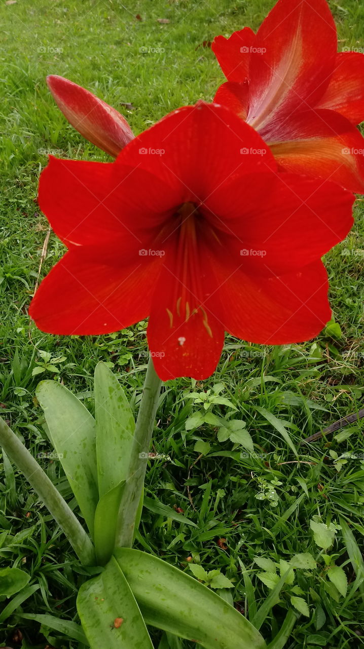 သဘာဝ၊ ပွင့်လန်းသောအချိန်၊ အပင်များ၊ ပန်းများ၊ ဥယျာဉ်များ၊ Hippeastrum papilio (Ravenna) ။