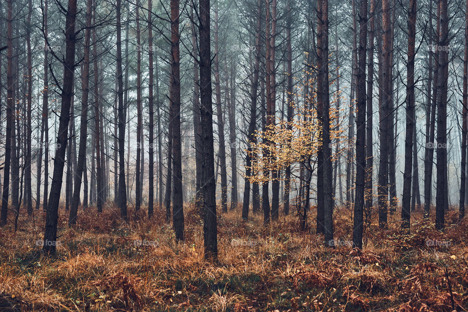 Forest flooded with heavy fog. Nature landscape view of foggy forest in autumn season. Natural scene background