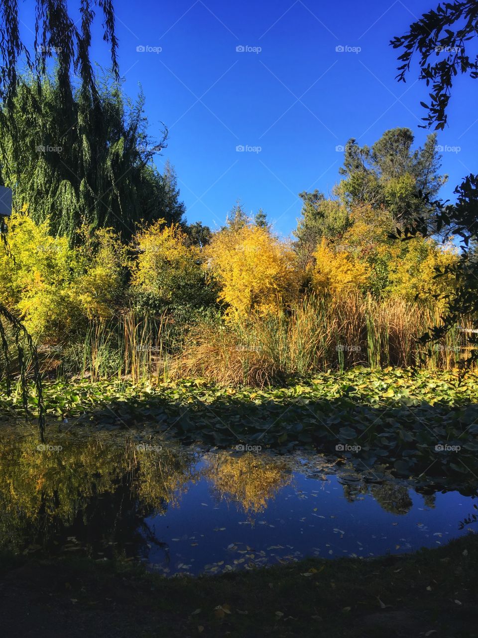 California 99 hidden gem.