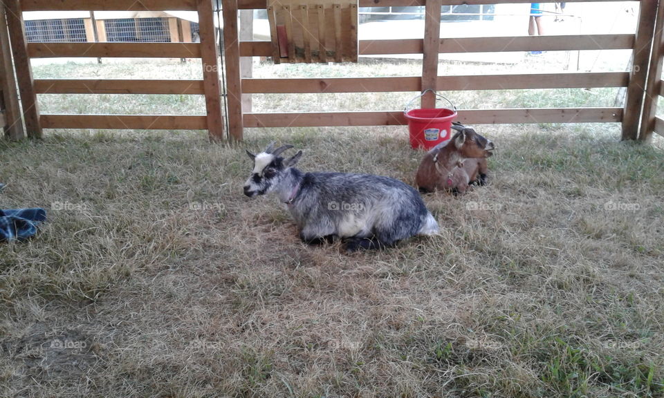 County Fair Goats