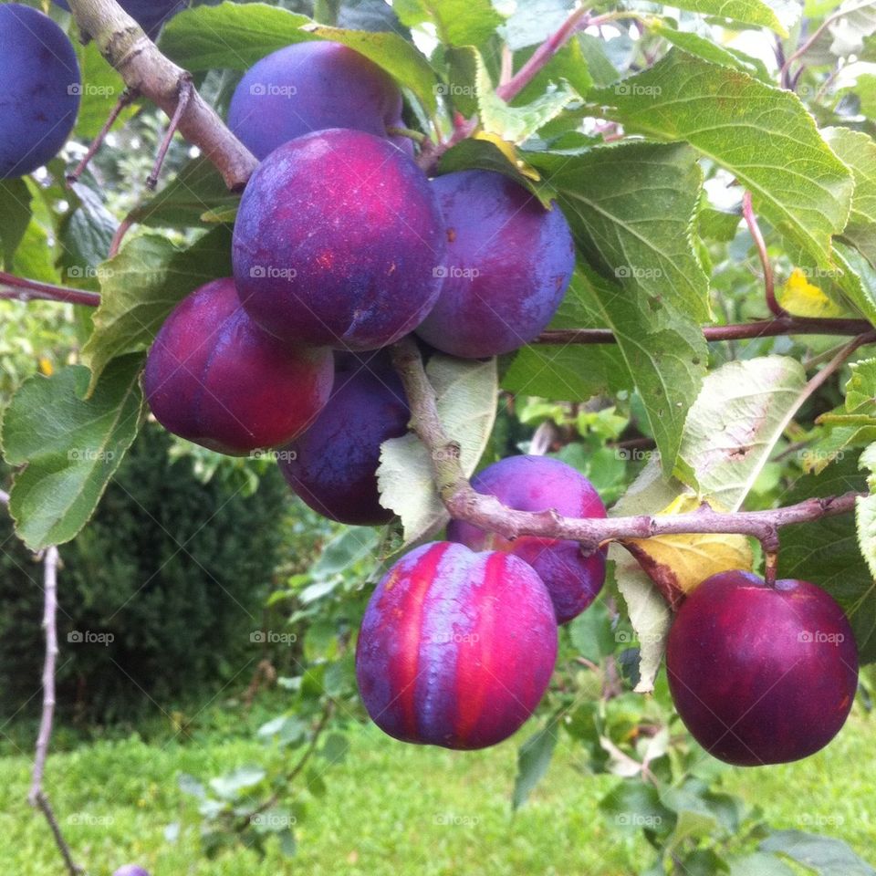 Plum