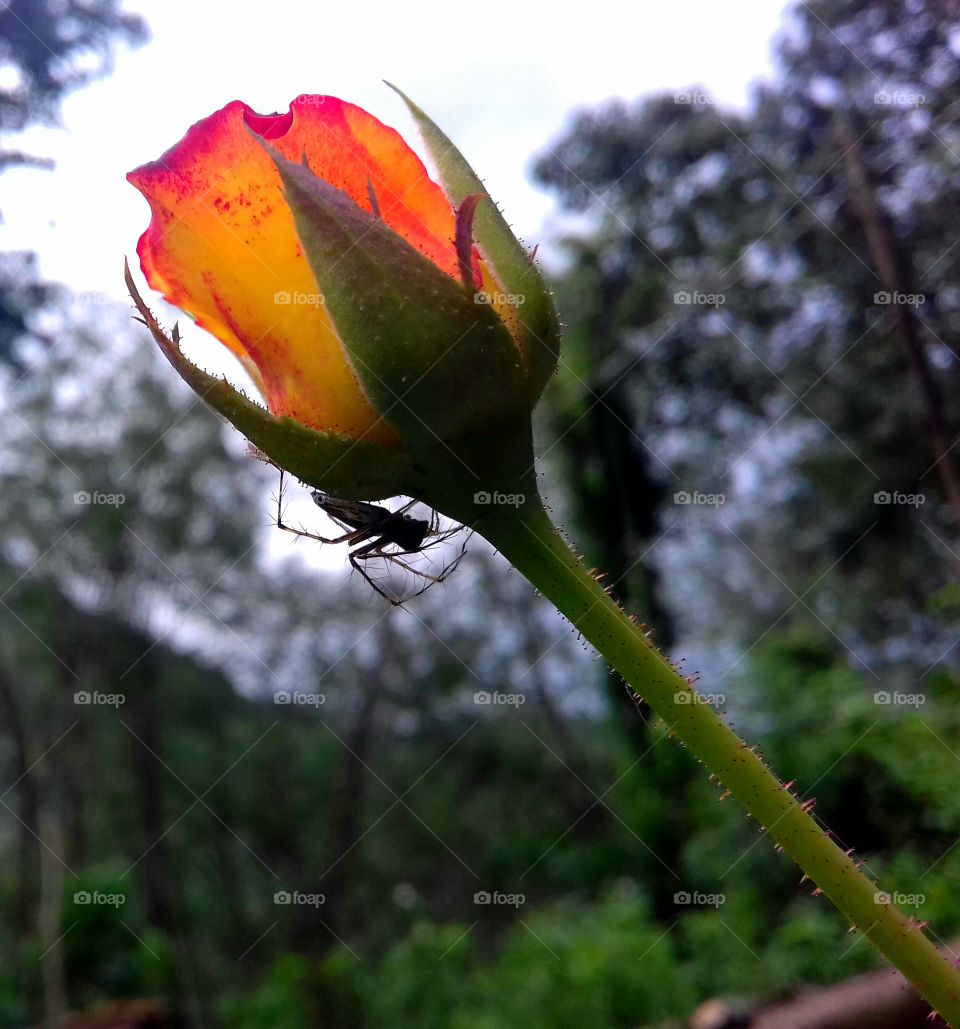 A small insect on a bunch of shiny roses that the sun has risen