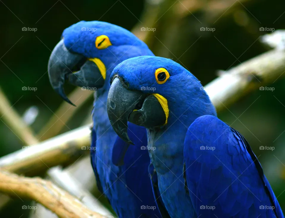 Parrot
