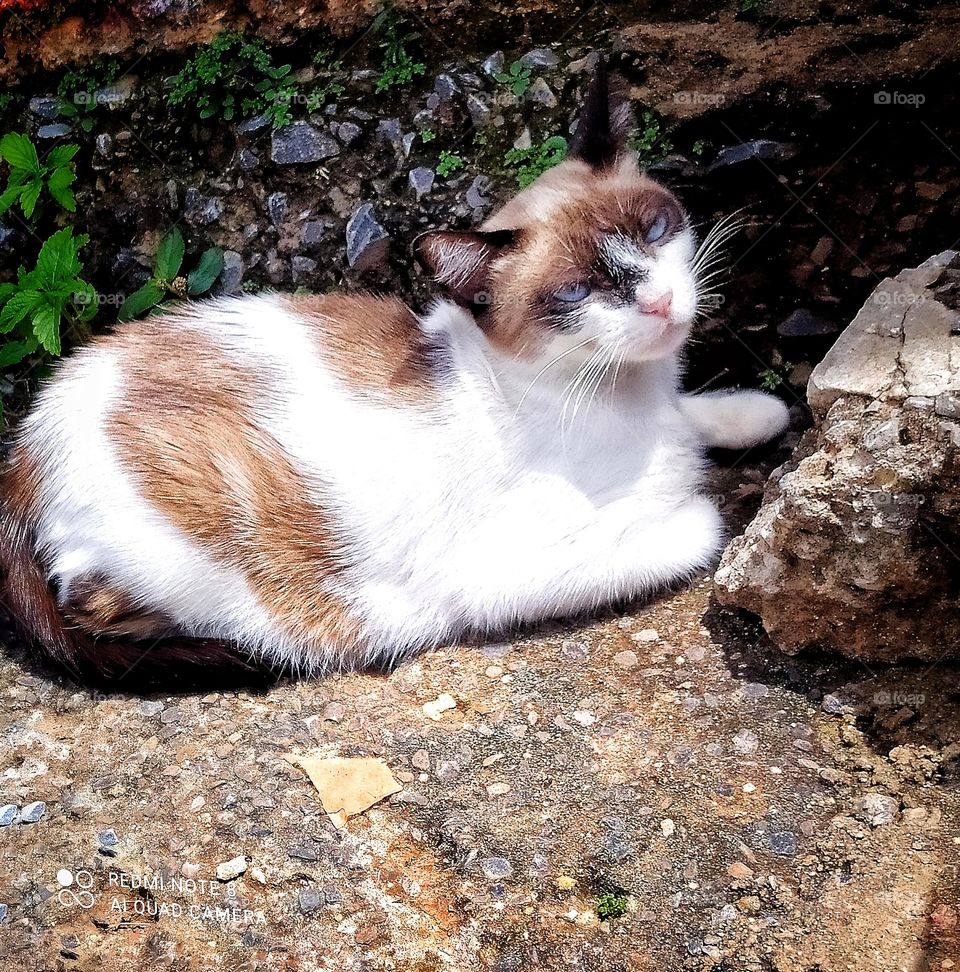 gato descansando na sombra , com os olhos azuis destacando com a luz do sol perfeito