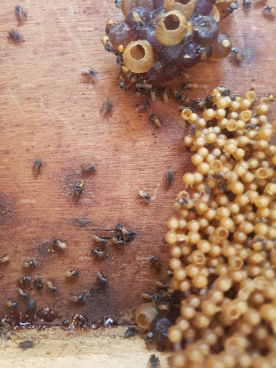 inside beehive with bee eggs