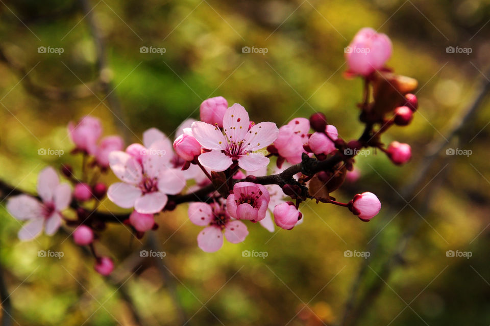 Beautiful pink blooming tree branch 