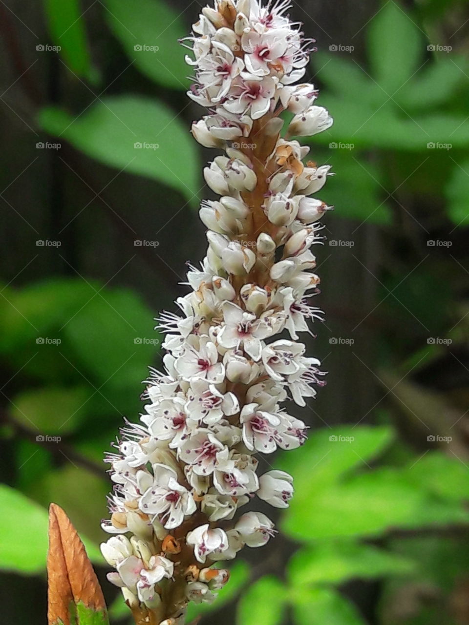 leattle flowers