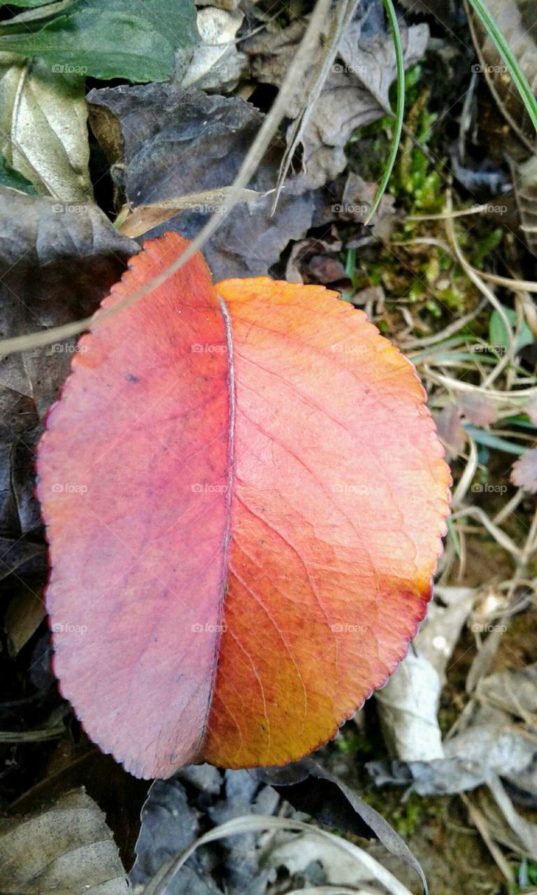 Leaf