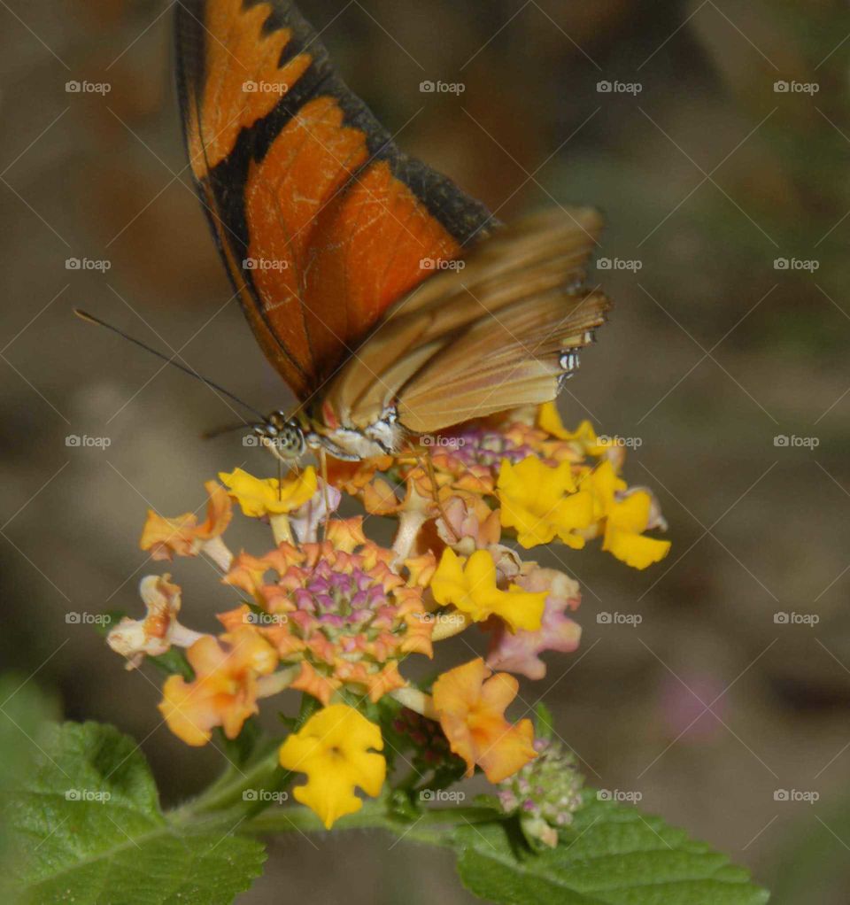a lovely Orange butterfly on the yellow flower in the garden