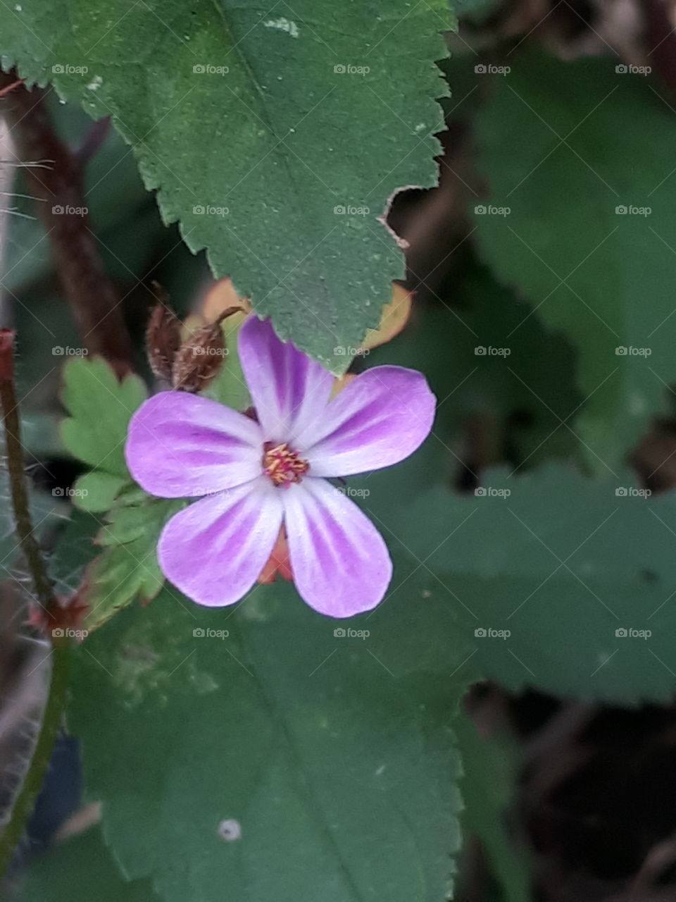 Tiny Pink Flower