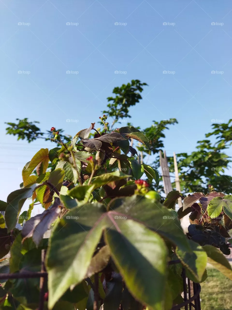 plant in summer