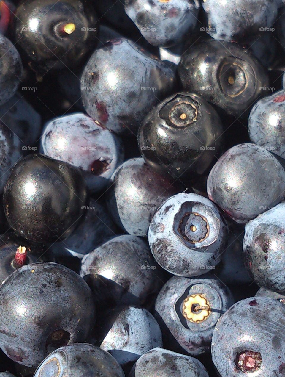 Blueberries in different color. Blueberries in different Blue Colorado