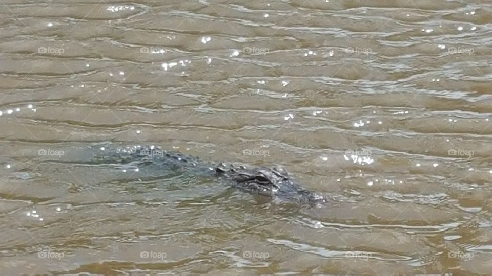 alligator on the island