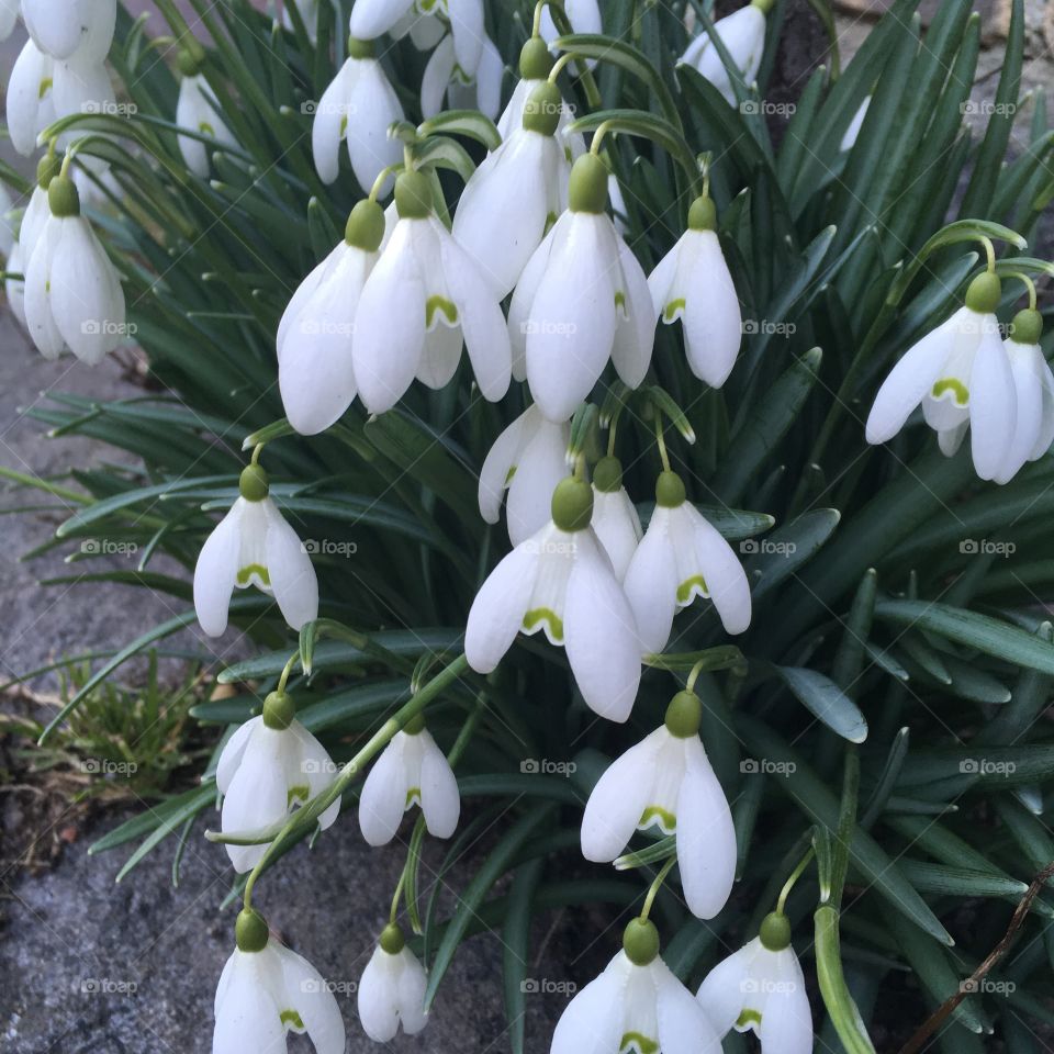 Galanthus nivali