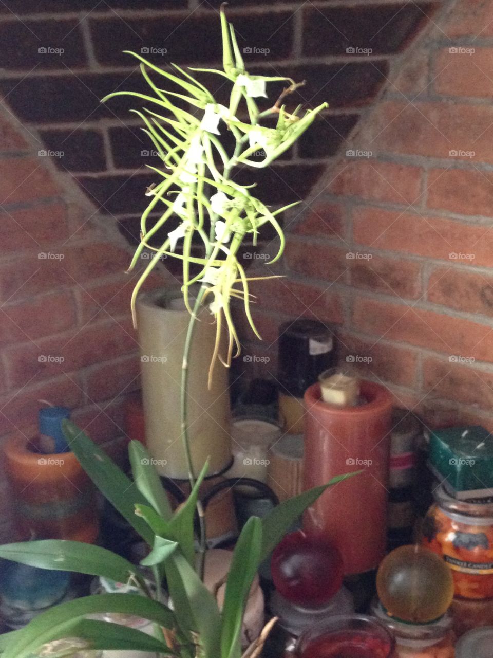 orquídea 1