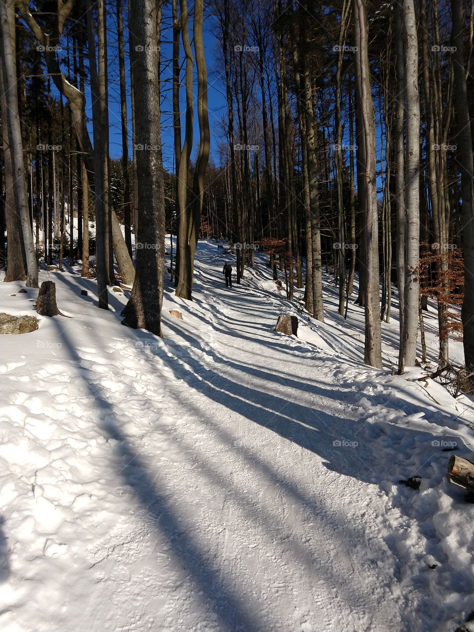 Tourist in winter forest during sunny day on snow with shadows. Slovakia