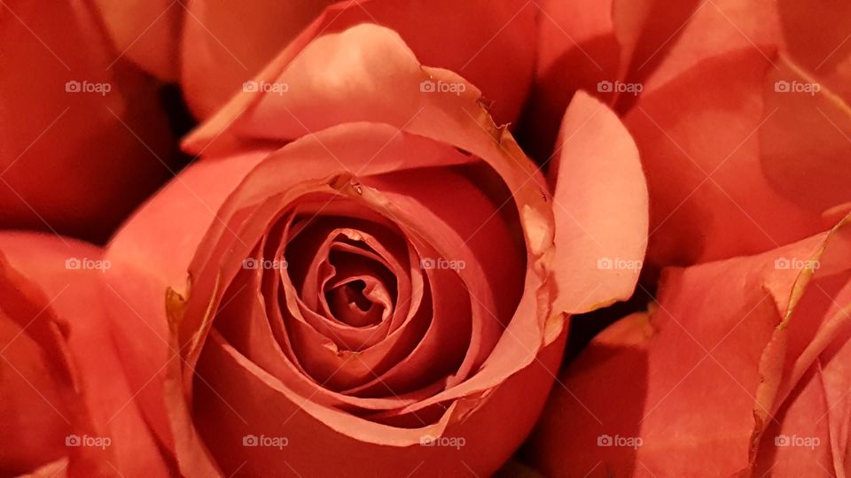 Close-up of red rose