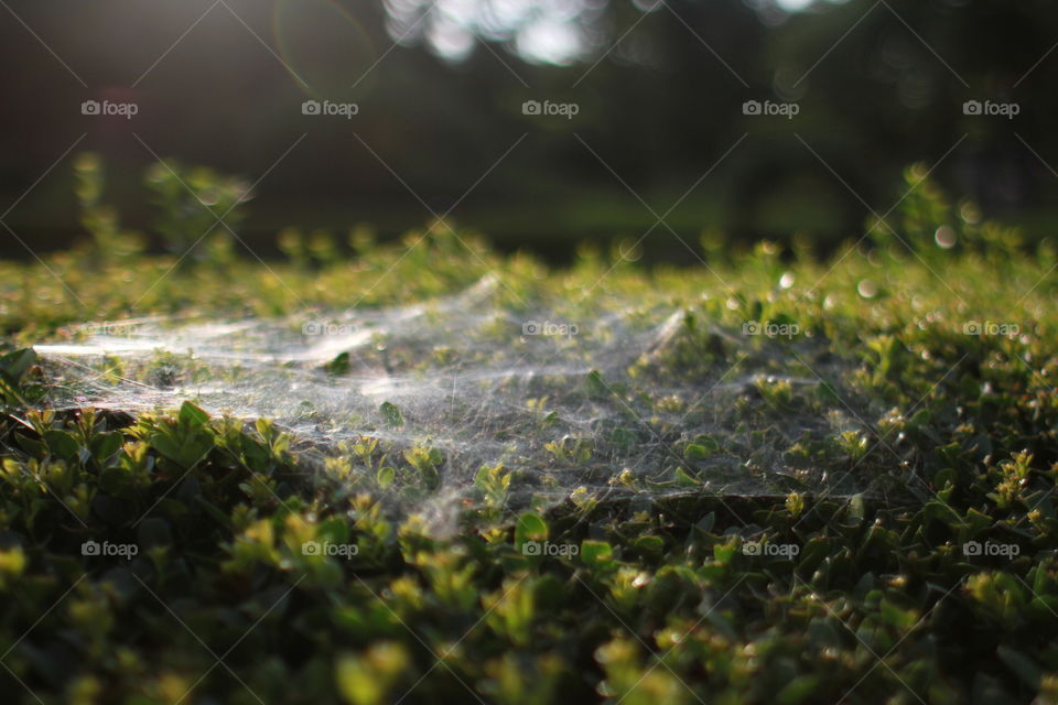spider webs and morning dew