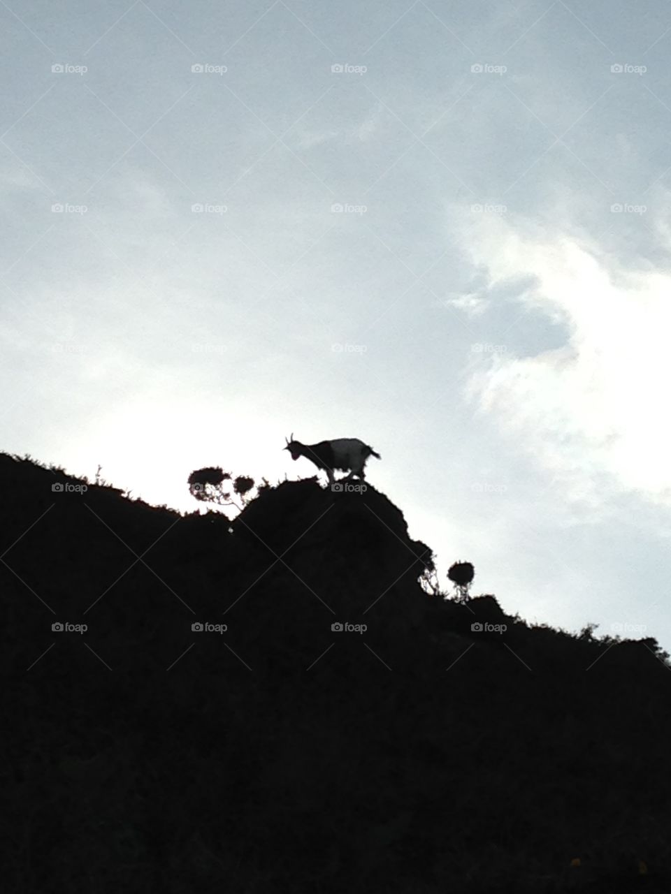 The Billy Goat Gruff - hold on 