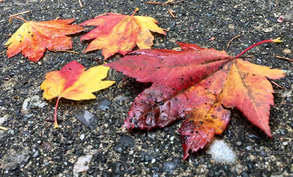 Fall leaves on the ground