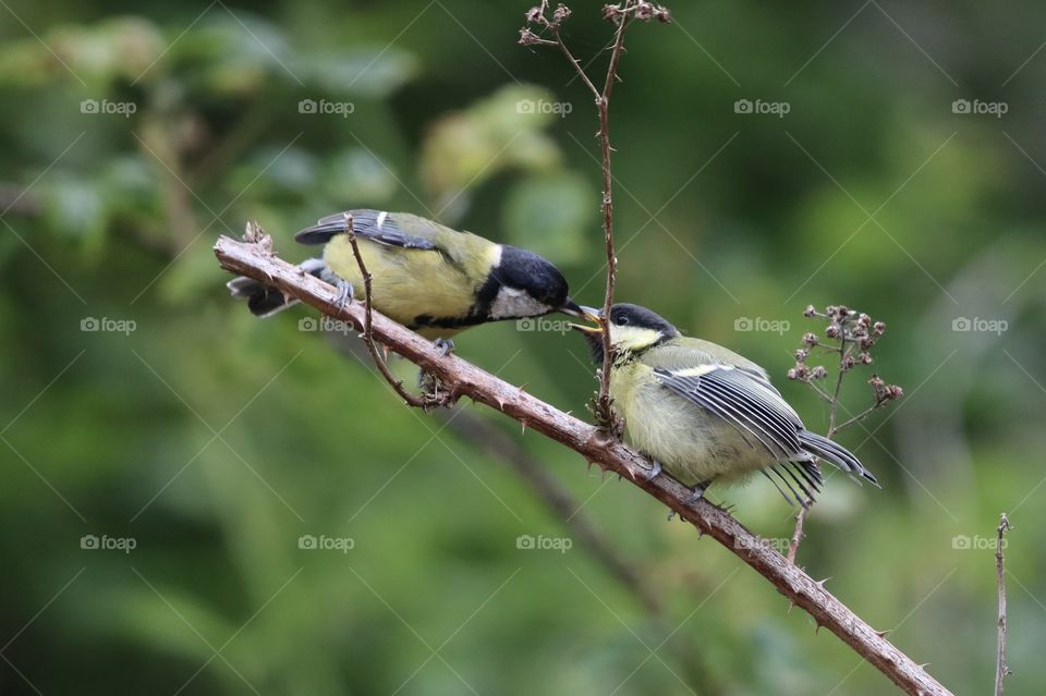 feeding the young great tit