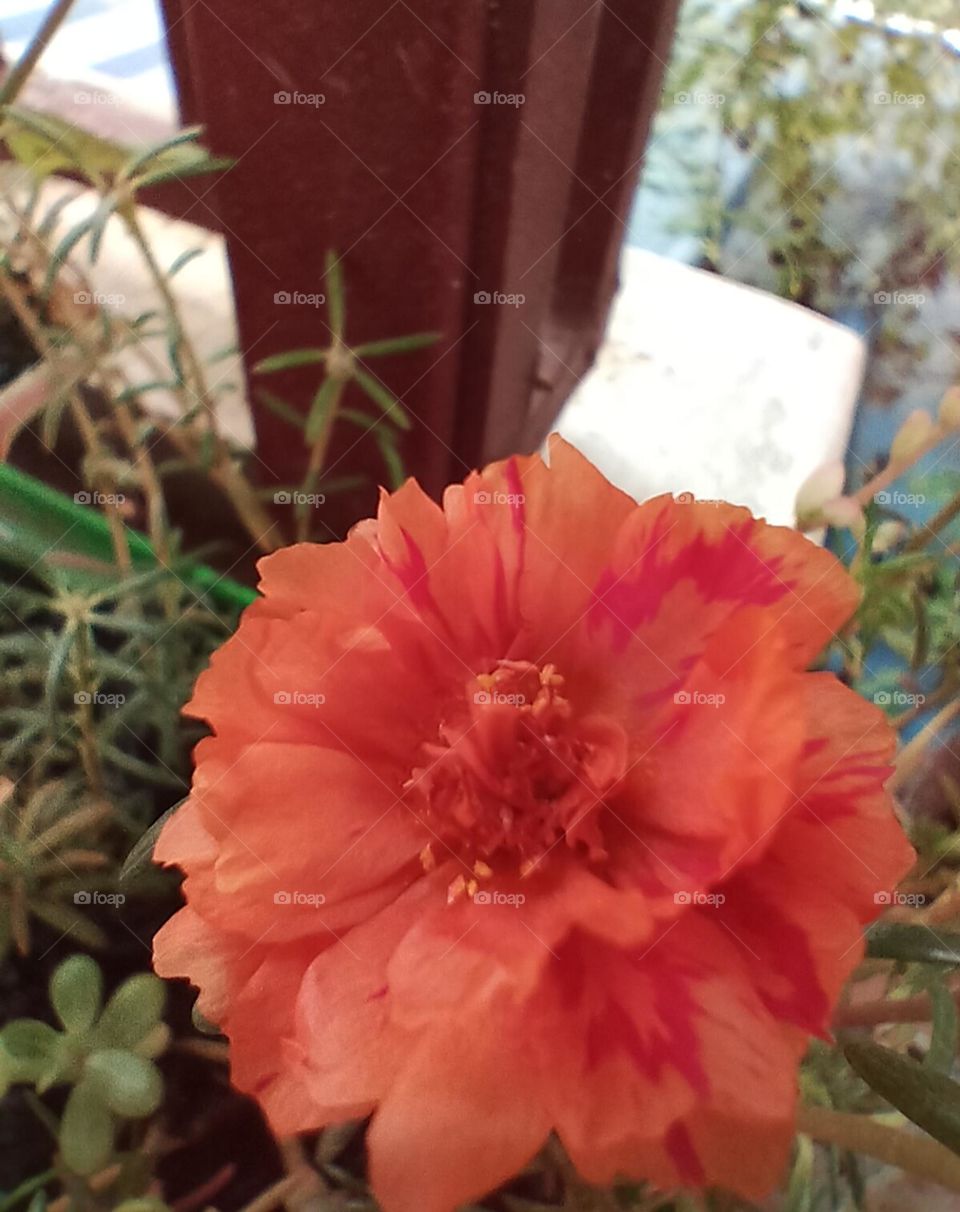 orange flower