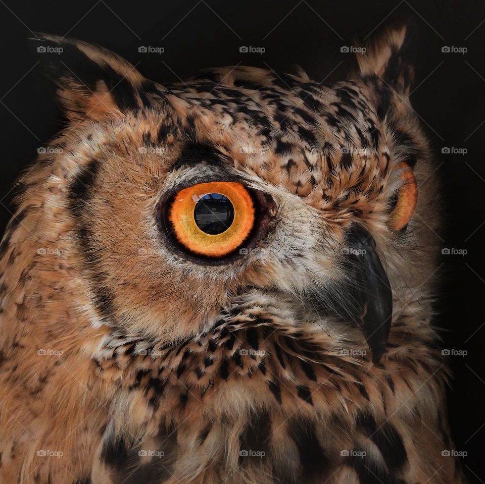 Owl eye