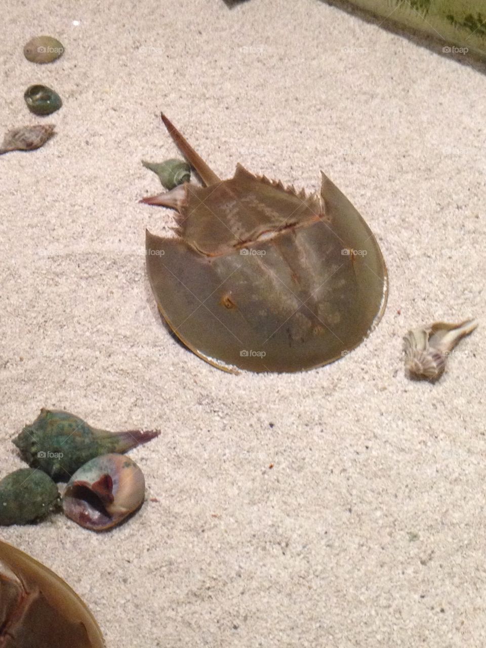 Horseshoe crab