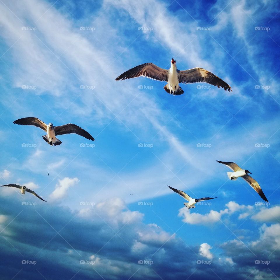 flock of Seagulls