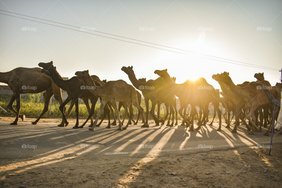 Pushkar camel fair