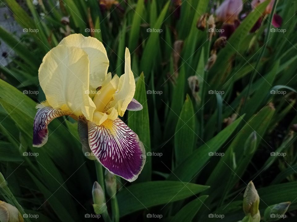 Yellow-purple iris flower.