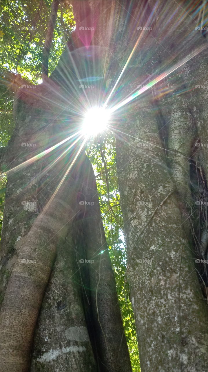 Häppchen Tag, Sonnenschein, Umwelt, Ökotourismus, Gutes Wetter, Sonnig, Pflanzen, ökologisch, natürliches Licht, Sonne, Sonnenstrahlen, Landschaft