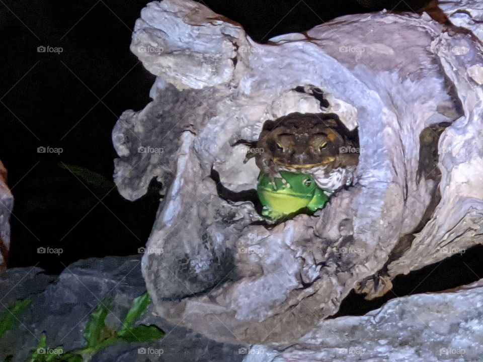 Toad on Frog in Log