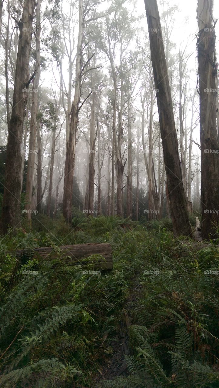 Forest in Warburton