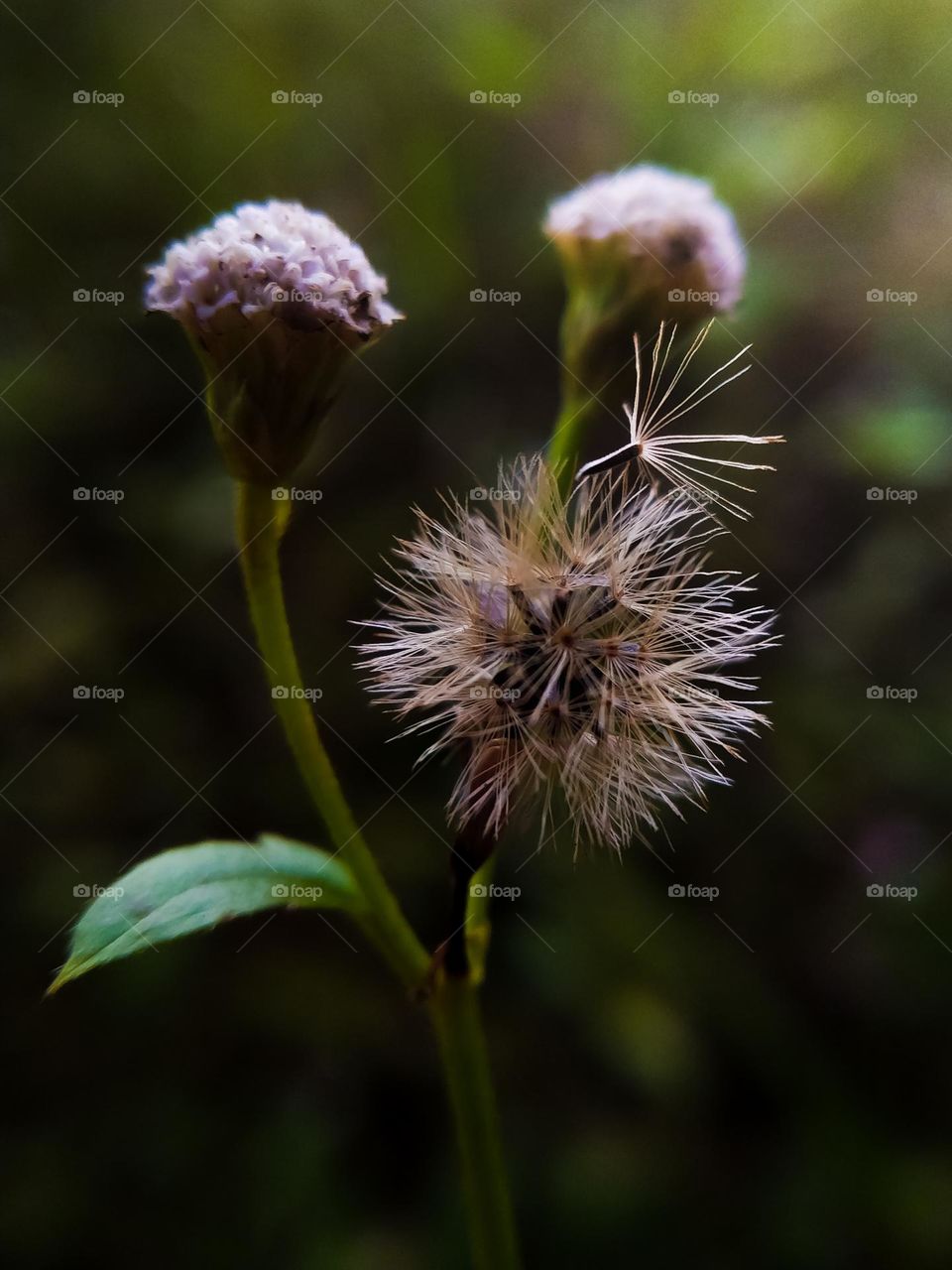 Dried grass, photo taken in 2021