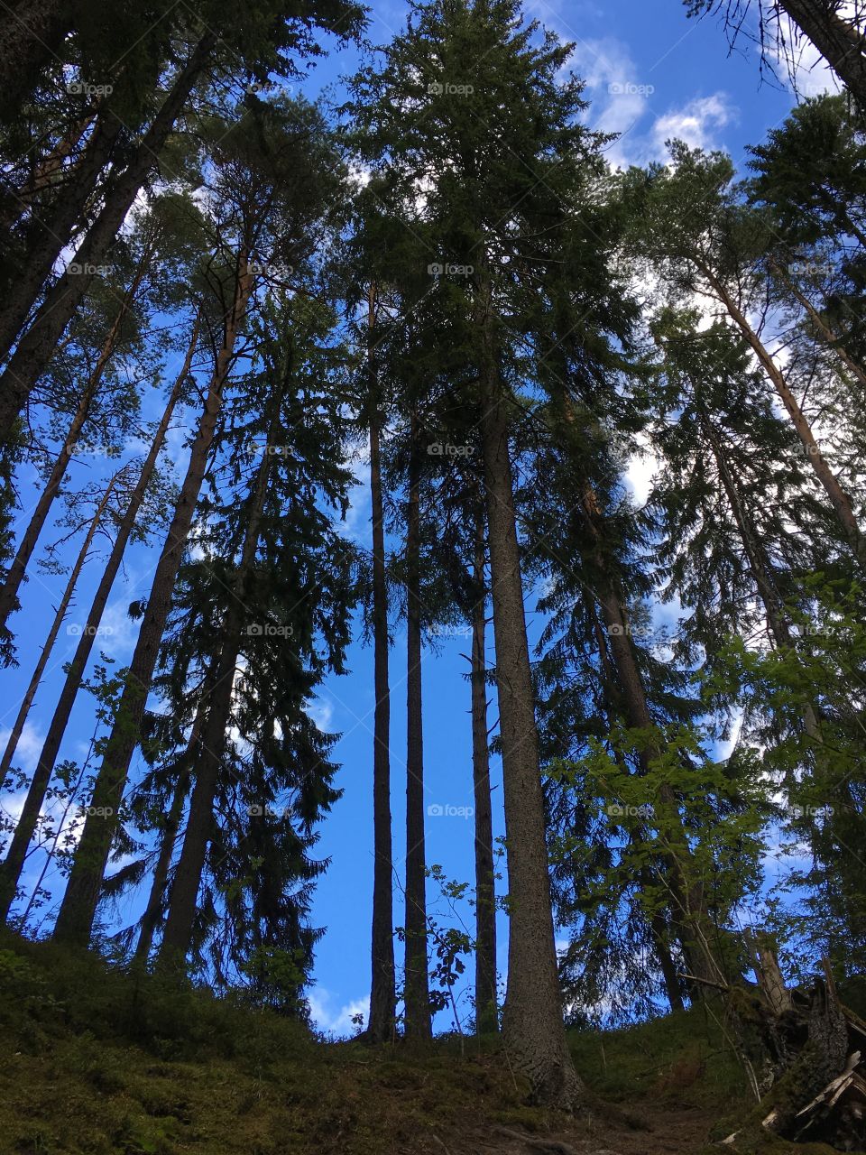 Getåravinen Nature Reserve, Kolmarden, Sweden