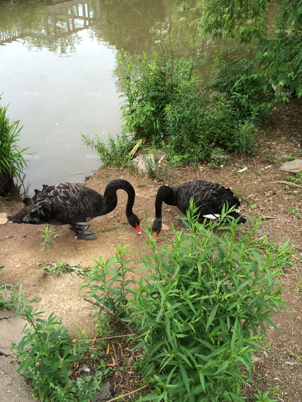 Black swans 