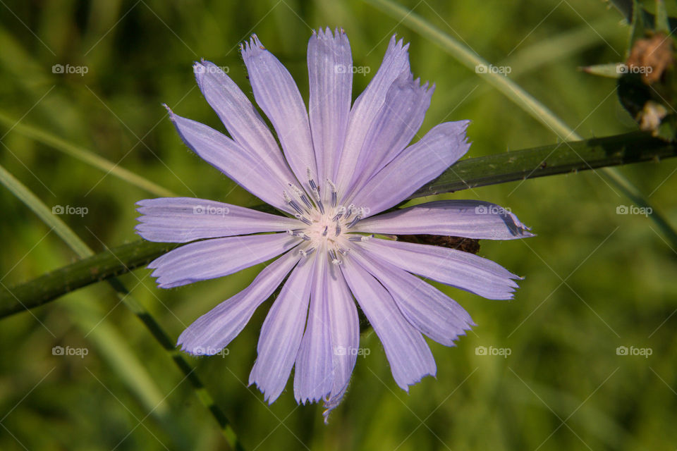 Purple flower in the forest under the shade of the trees