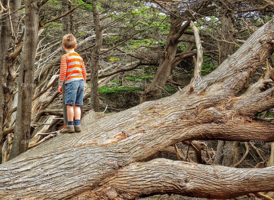 Boy In The Woods