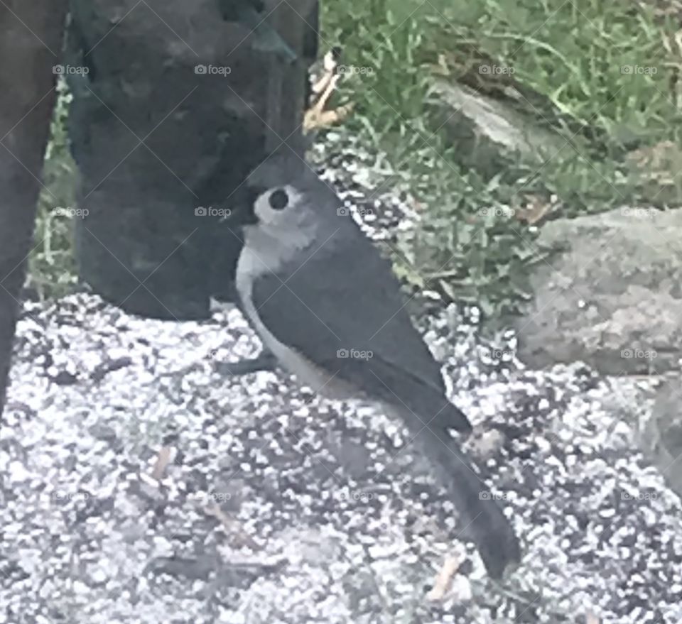 Titmouse