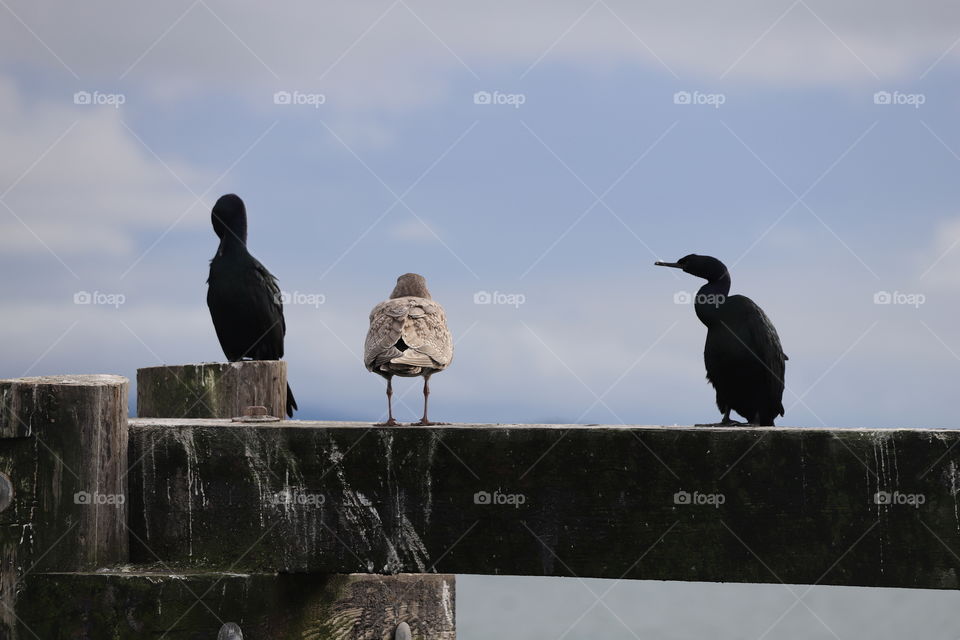 Cormorants and seagull perched on a wooden structure 