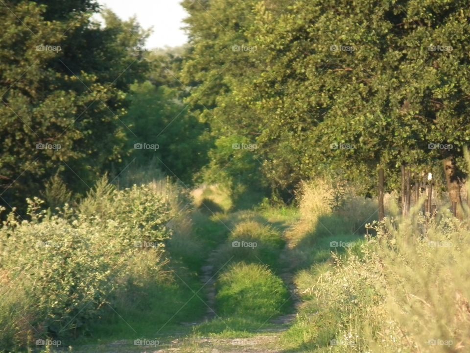 footpath