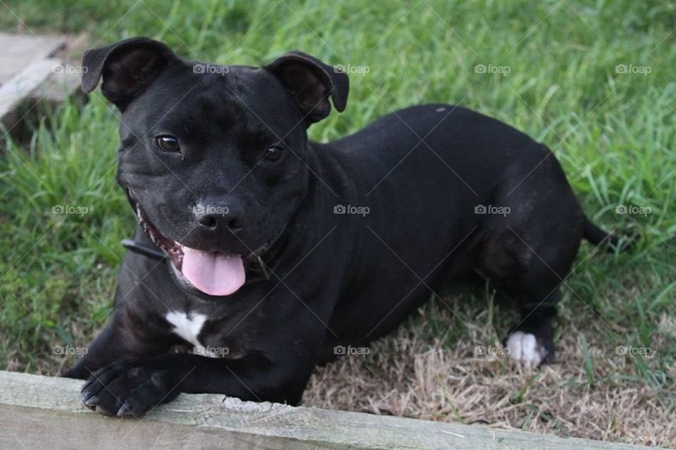 Puppy dog staffy 