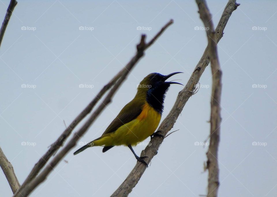 Olive backed sunbird . Tiny sunbird on yellow abdominal body side bird . This's male contrastly colour for the throat in blue methalic of dark. The bird ready to perch along time for dryng branch at the wood on side of forest and roadway .