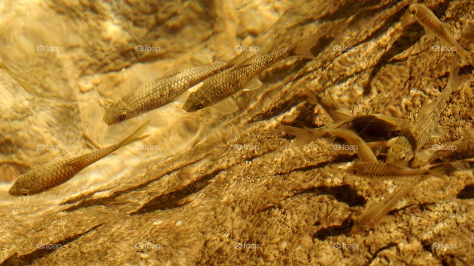 Waterfall forest fish