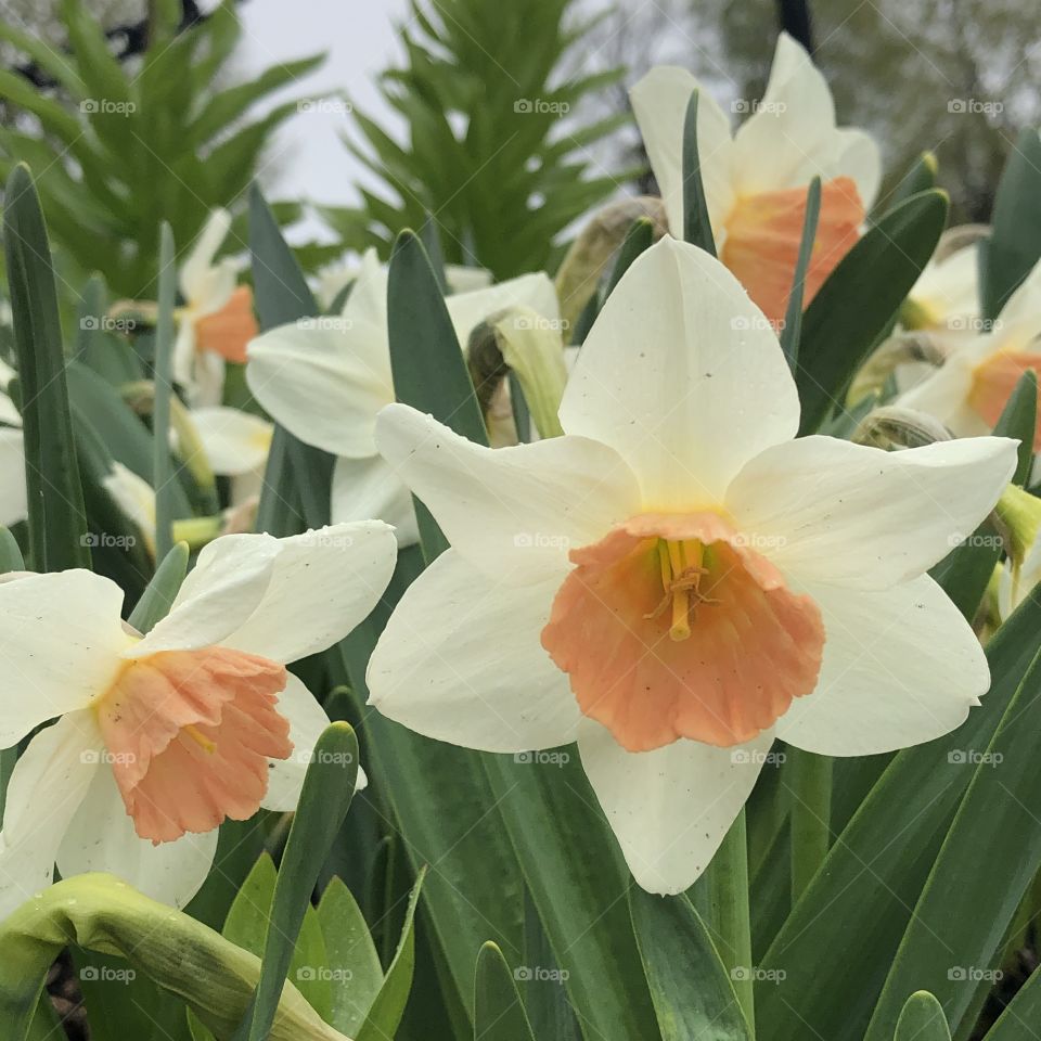 Spring Tulips in Albany, New York