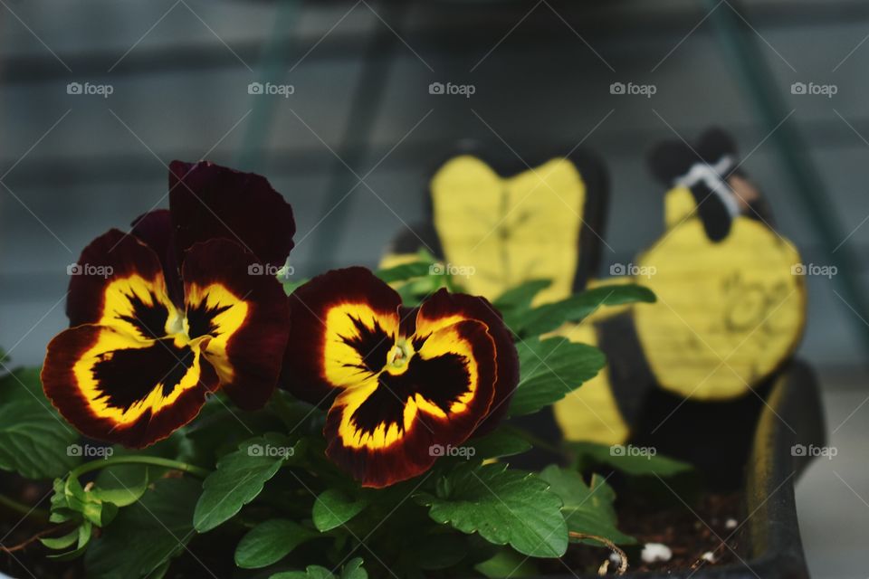 pansies in a container