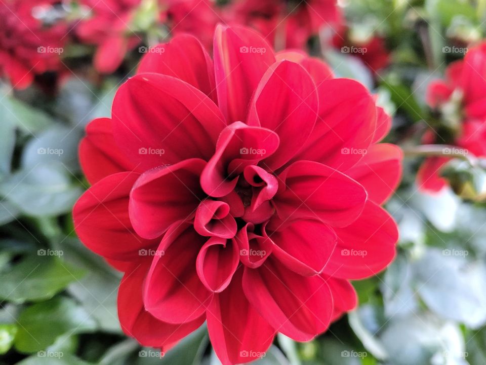 Bright Red Happy Bloom
